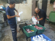  فاعل خير يتبرّع بعجل لجمعية يافا للاغاثة الانسانية لتوزيعه على الفقراء والأيتام بالمدينة